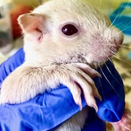 Does this animal need help?