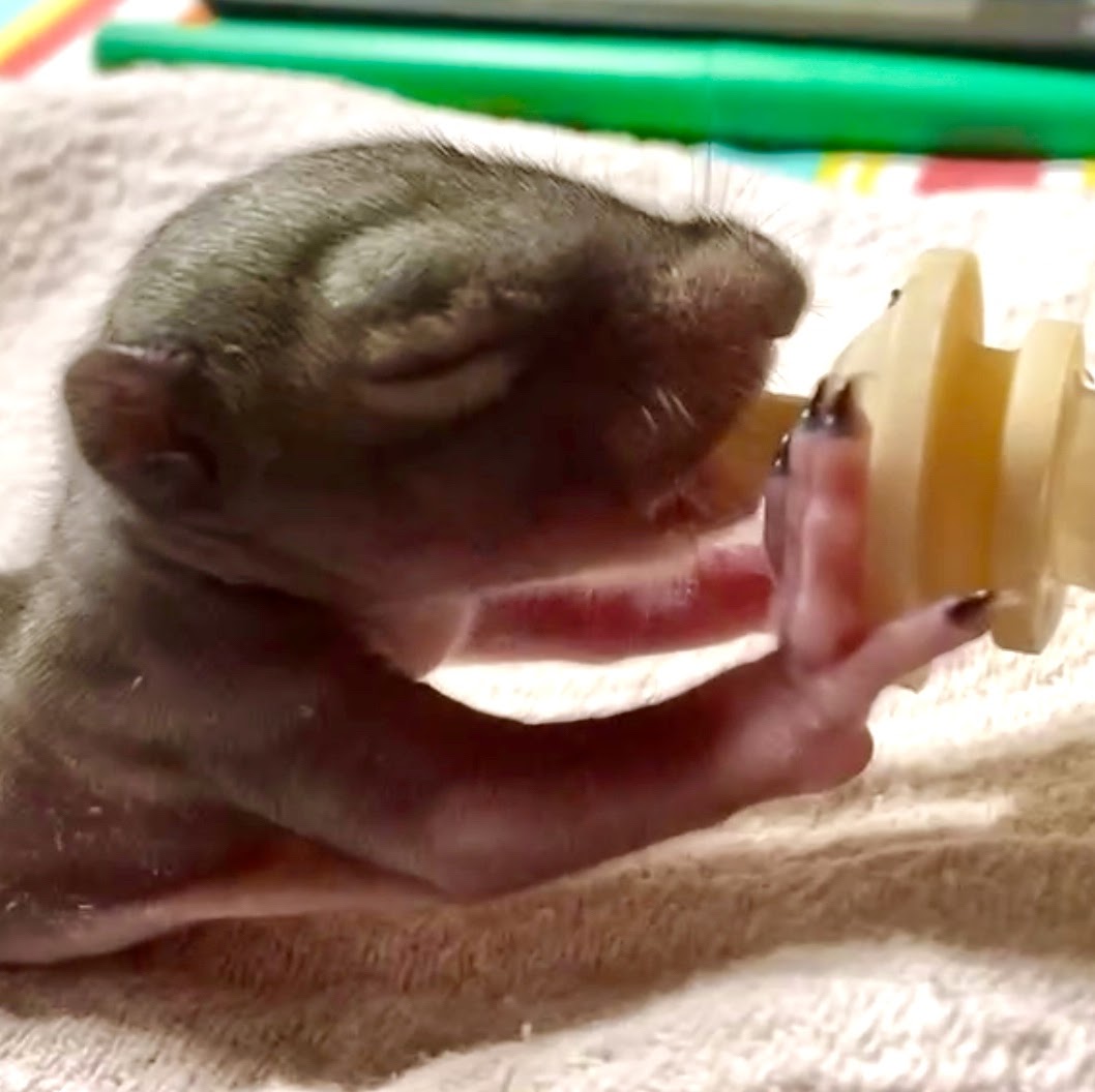Can I foster a wild animal?