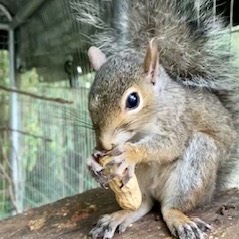 Can I visit the animals in rehab?